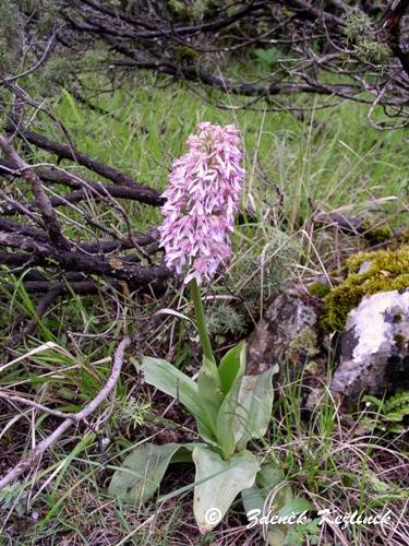 Orchis x angusticruris